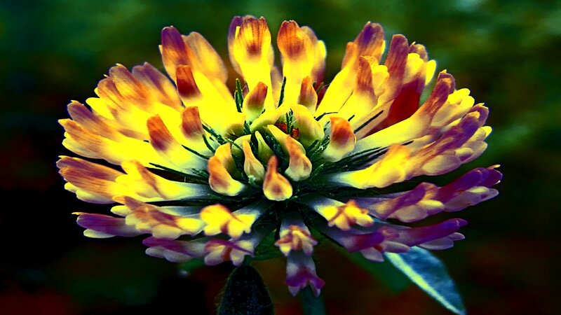 vibrant yellow and purple flower