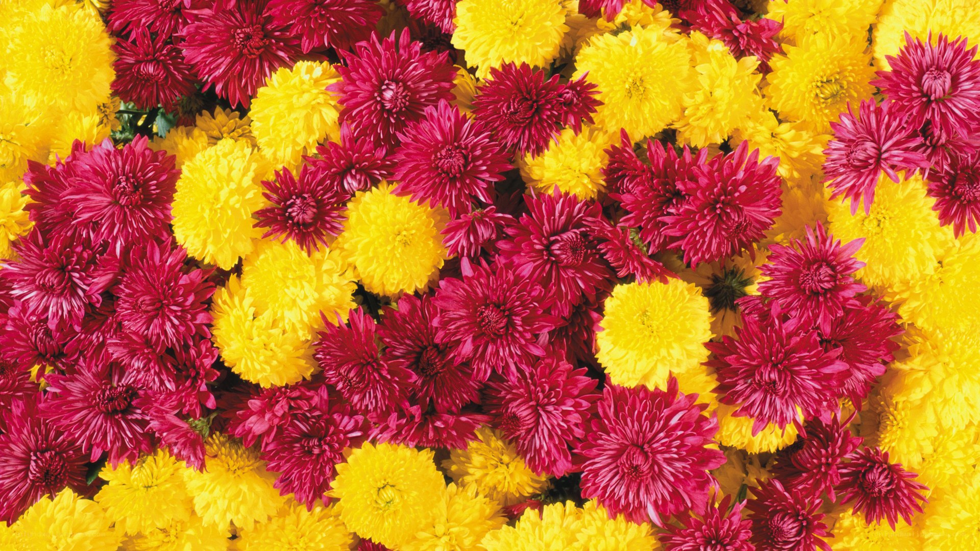vibrant yellow and red chrysanthemums