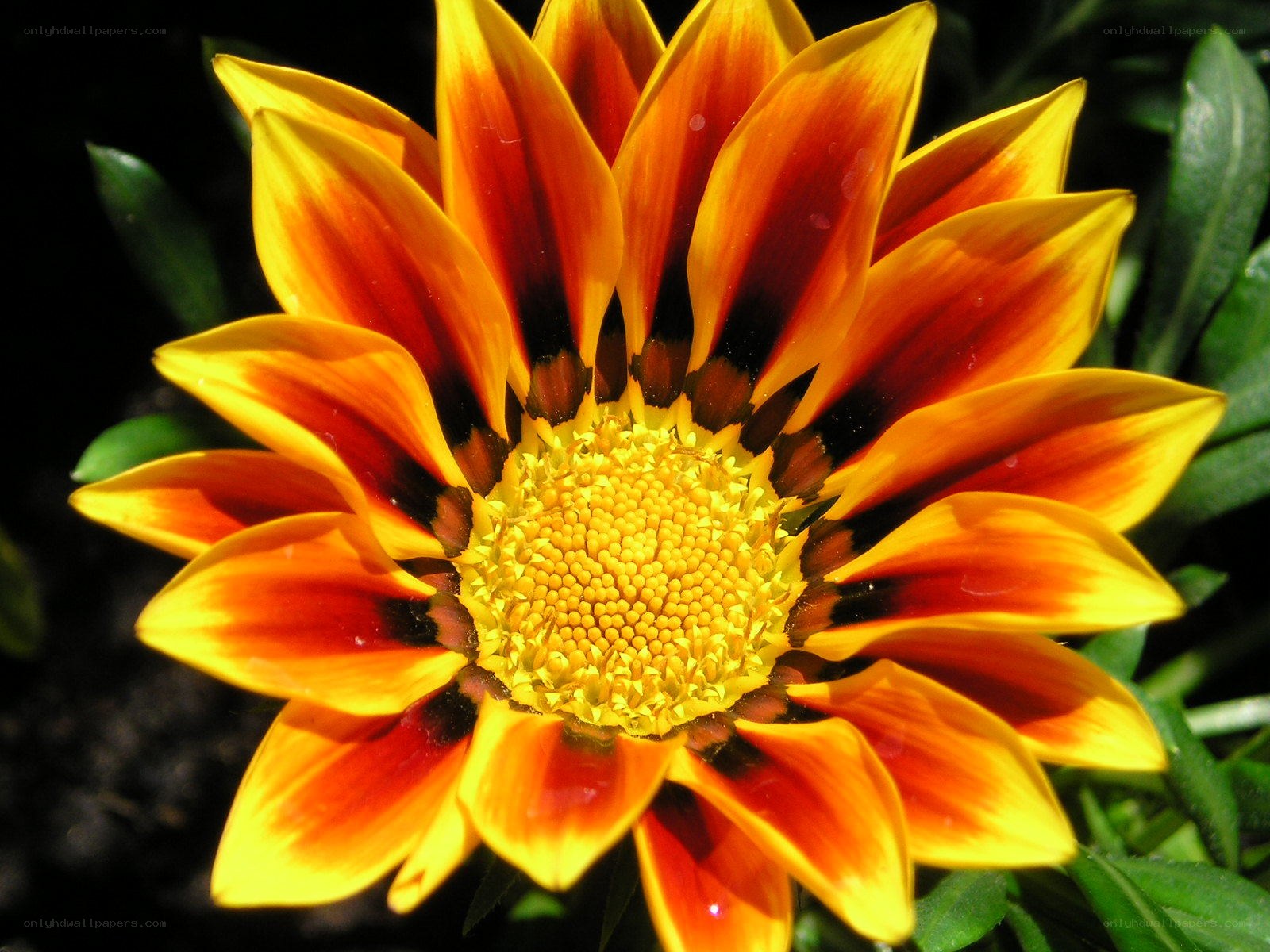 vibrant yellow and red flower