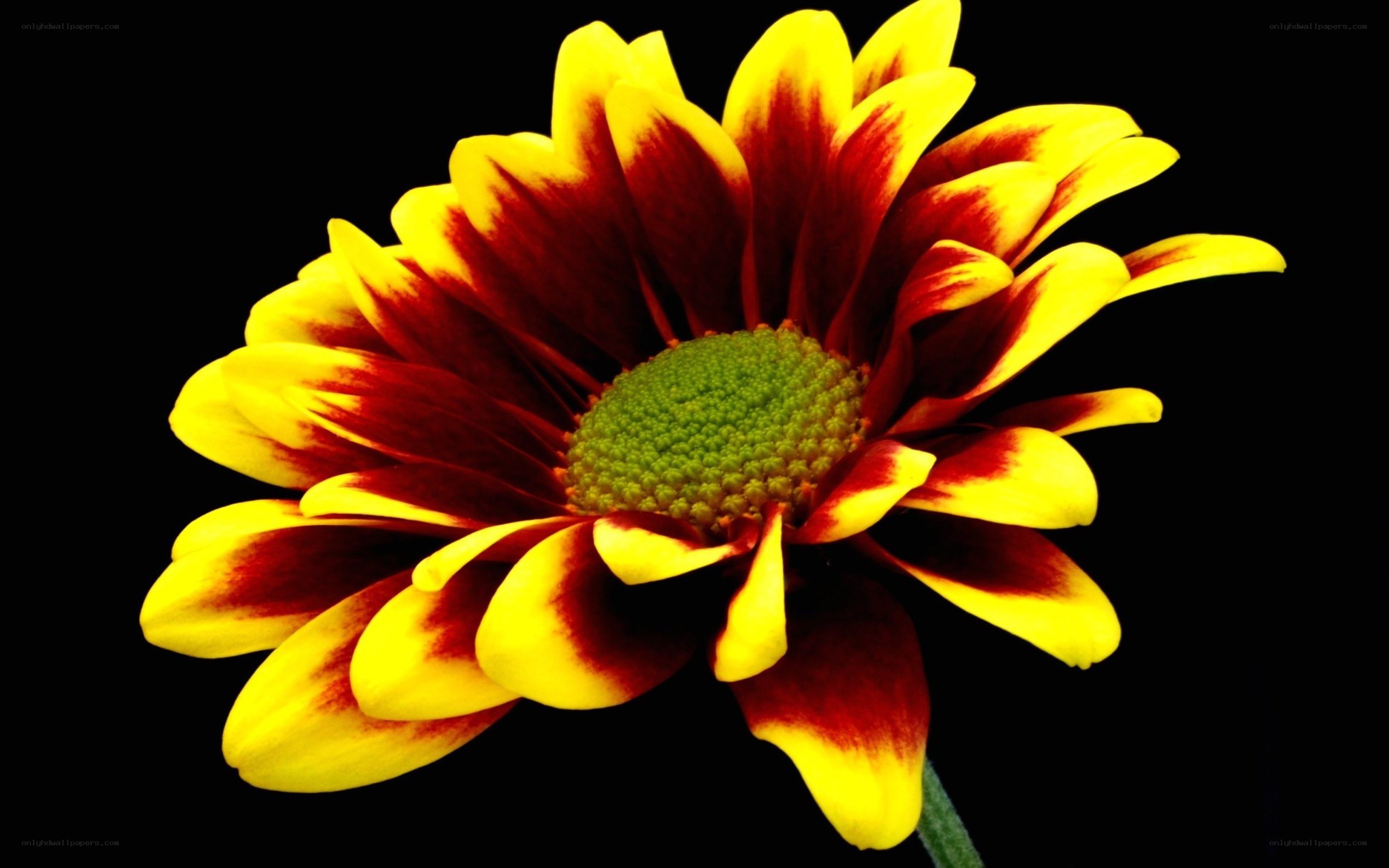 vibrant yellow and red flower