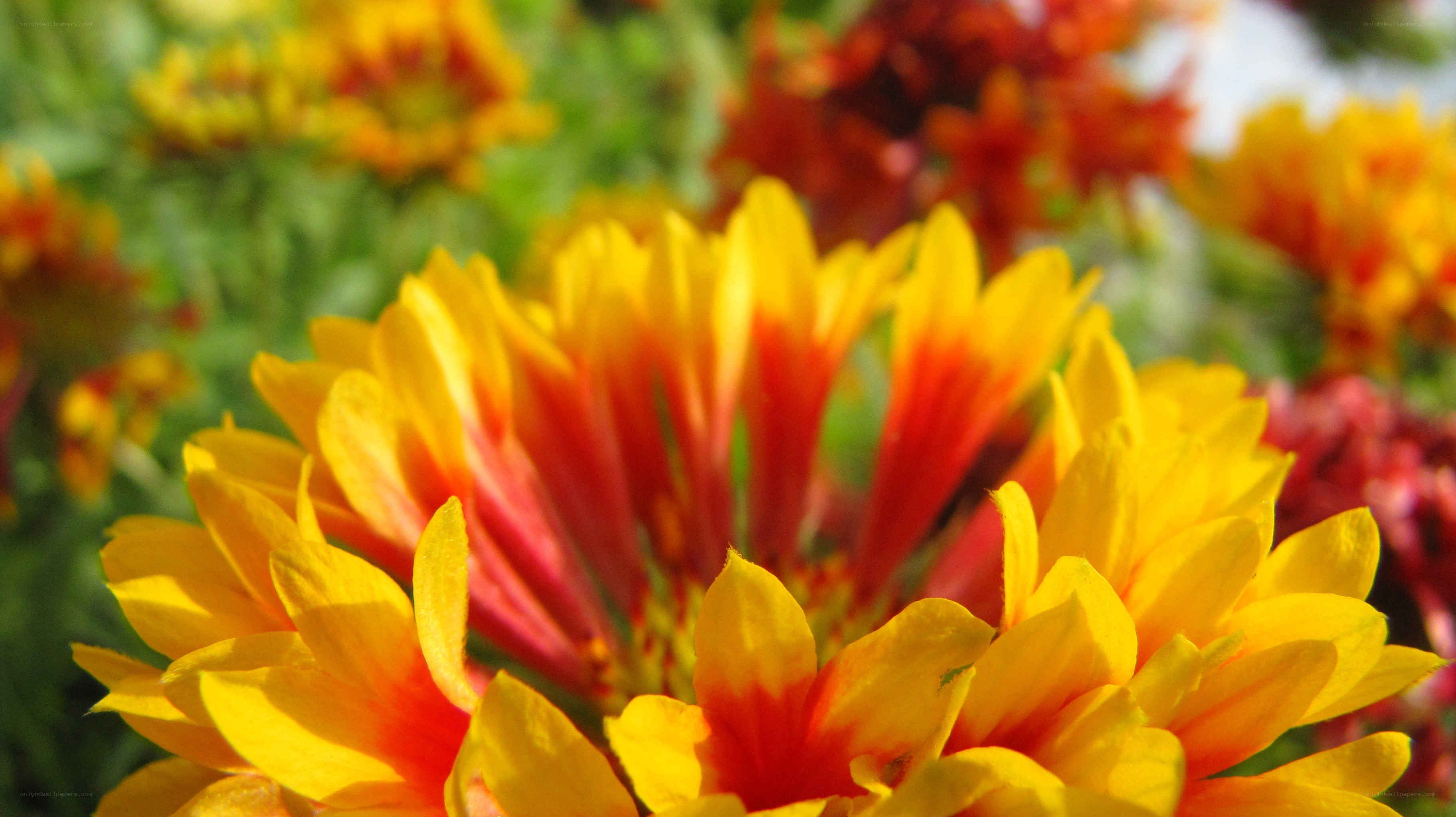 vibrant yellow and red flowers