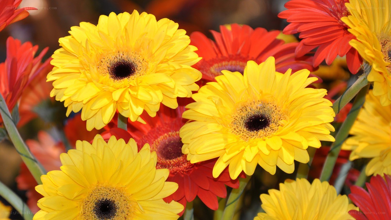 Vibrant yellow and red gerbera daisies