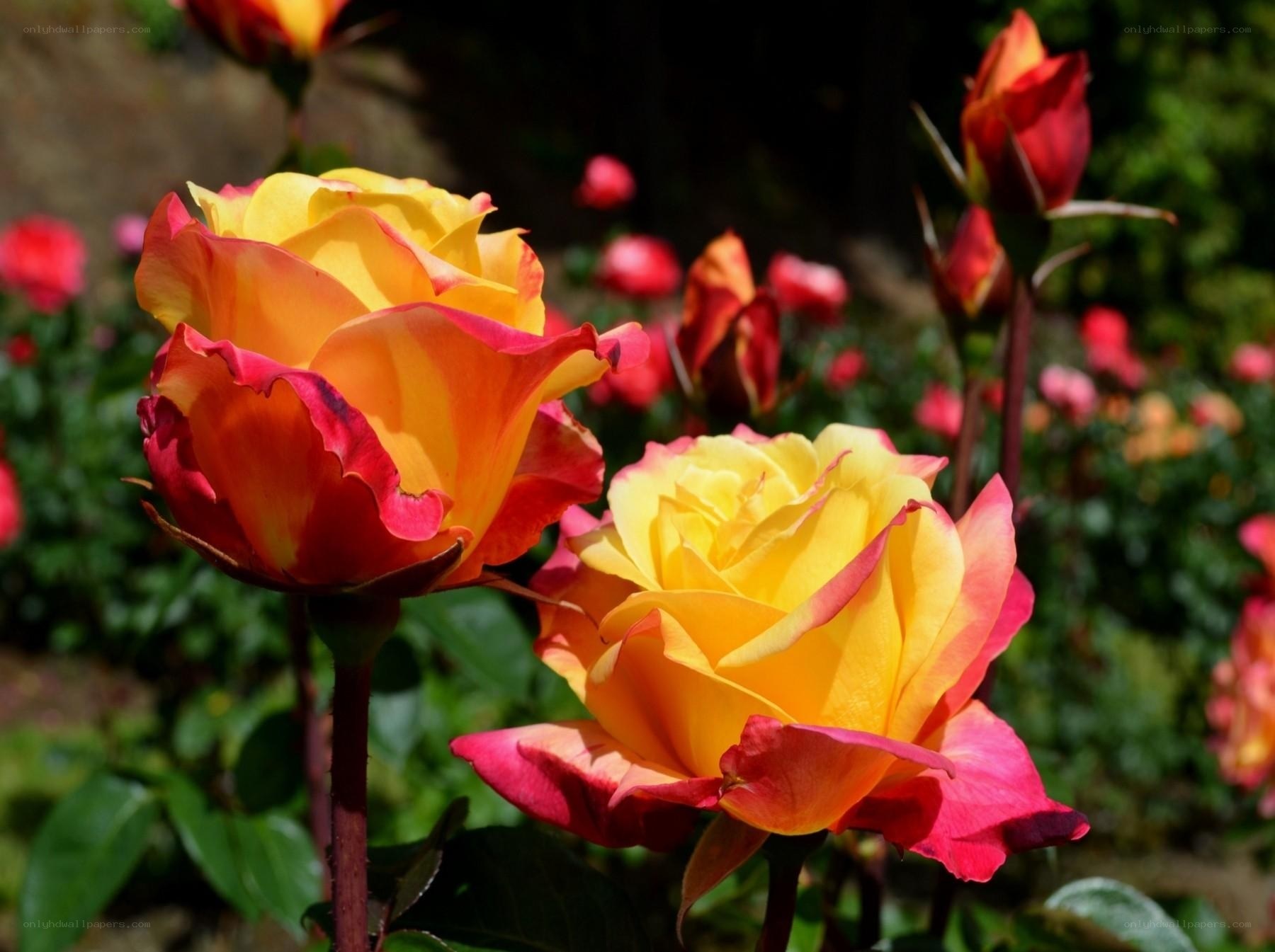 Vibrant yellow and red roses