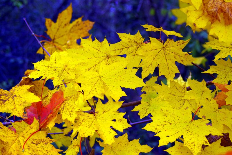 Vibrant yellow autumn leaves