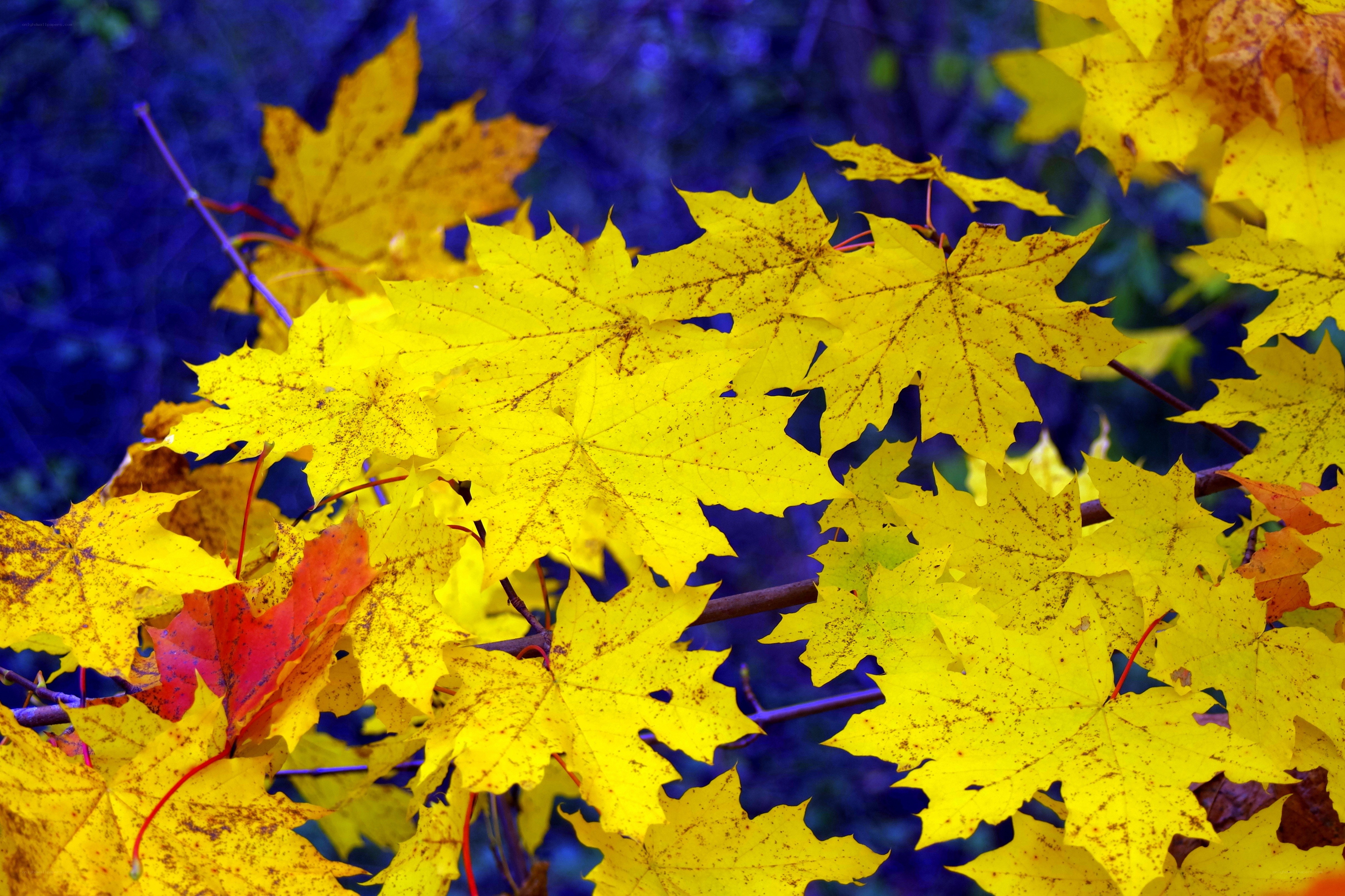 Vibrant yellow autumn leaves