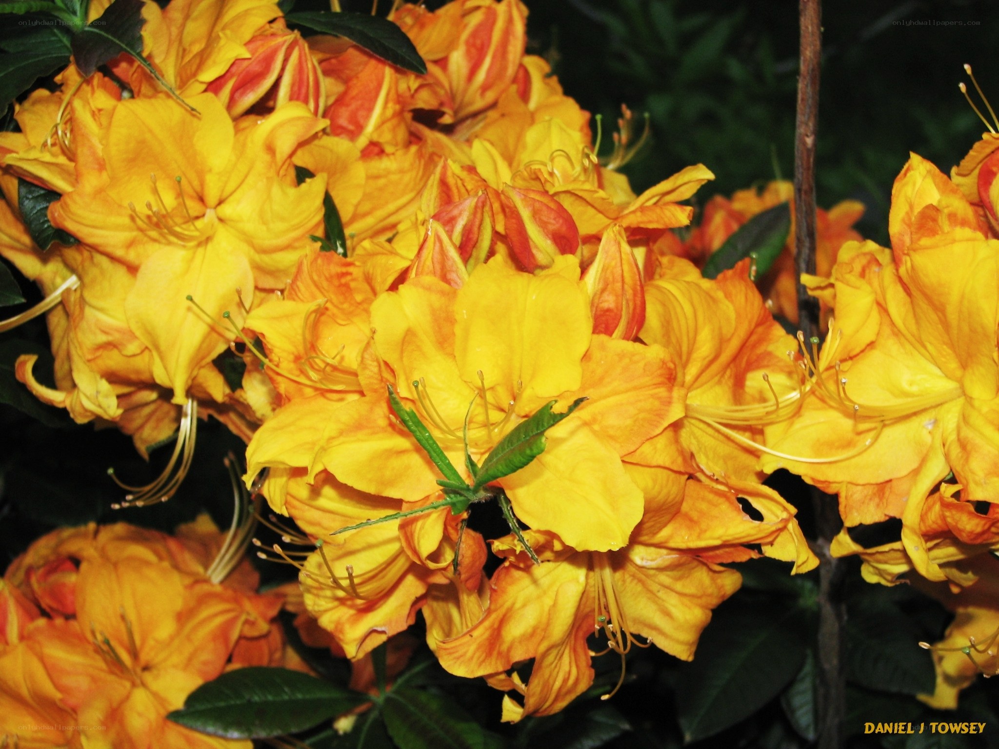 Vibrant yellow azalea blossoms