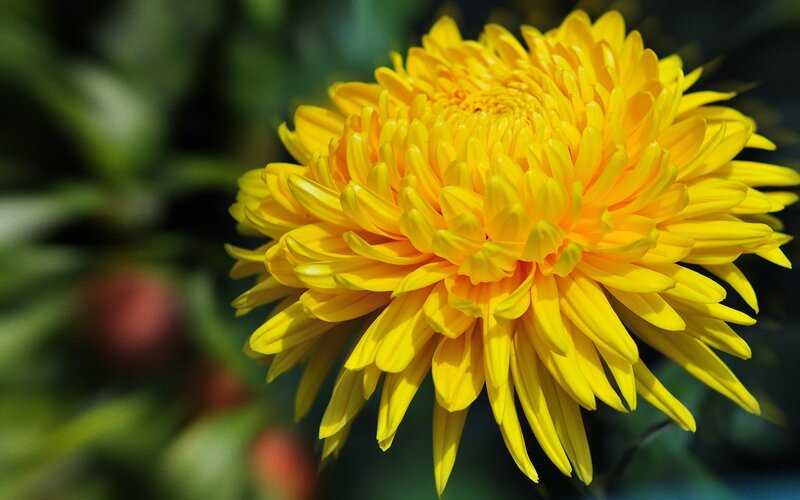 vibrant yellow chrysanthemum flower