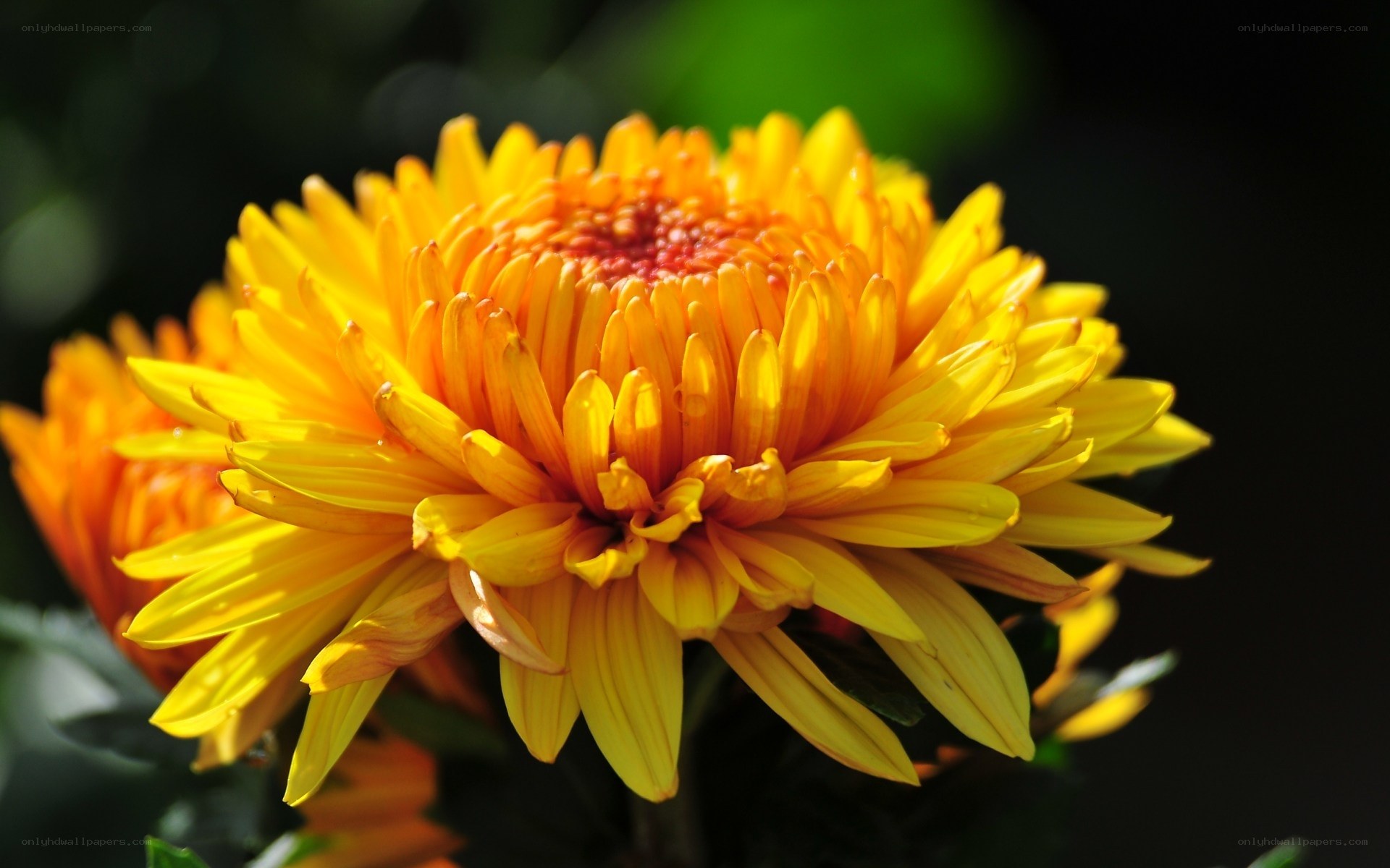 Vibrant yellow chrysanthemum flower