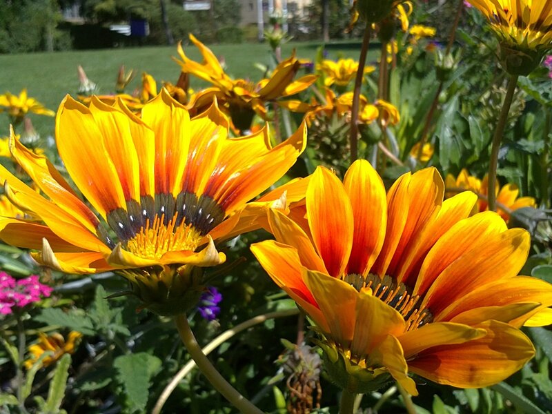 Vibrant yellow daisies in a garden