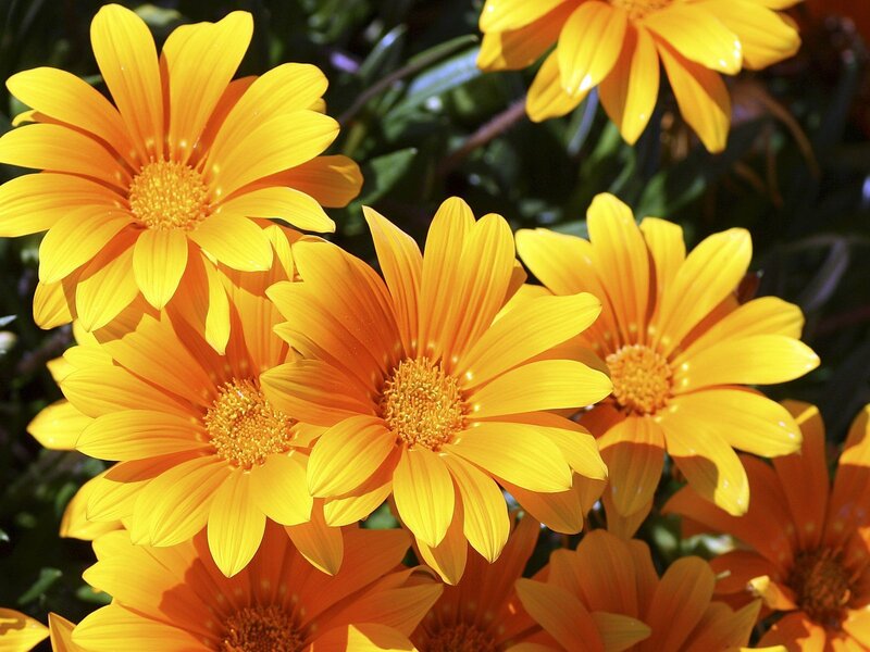 Vibrant yellow daisies in sunlight