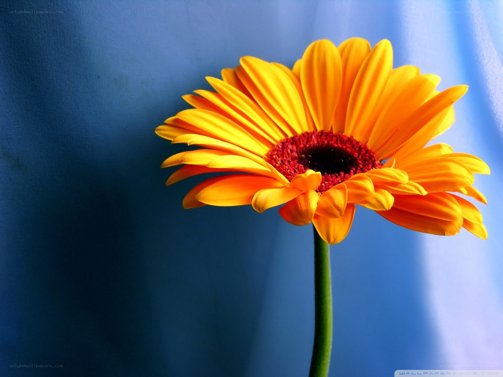 vibrant yellow flower