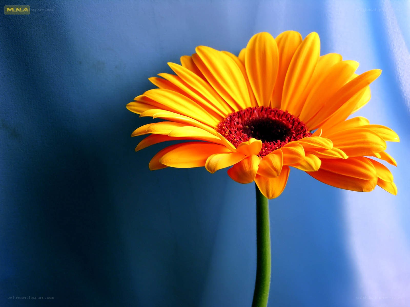 vibrant yellow flower