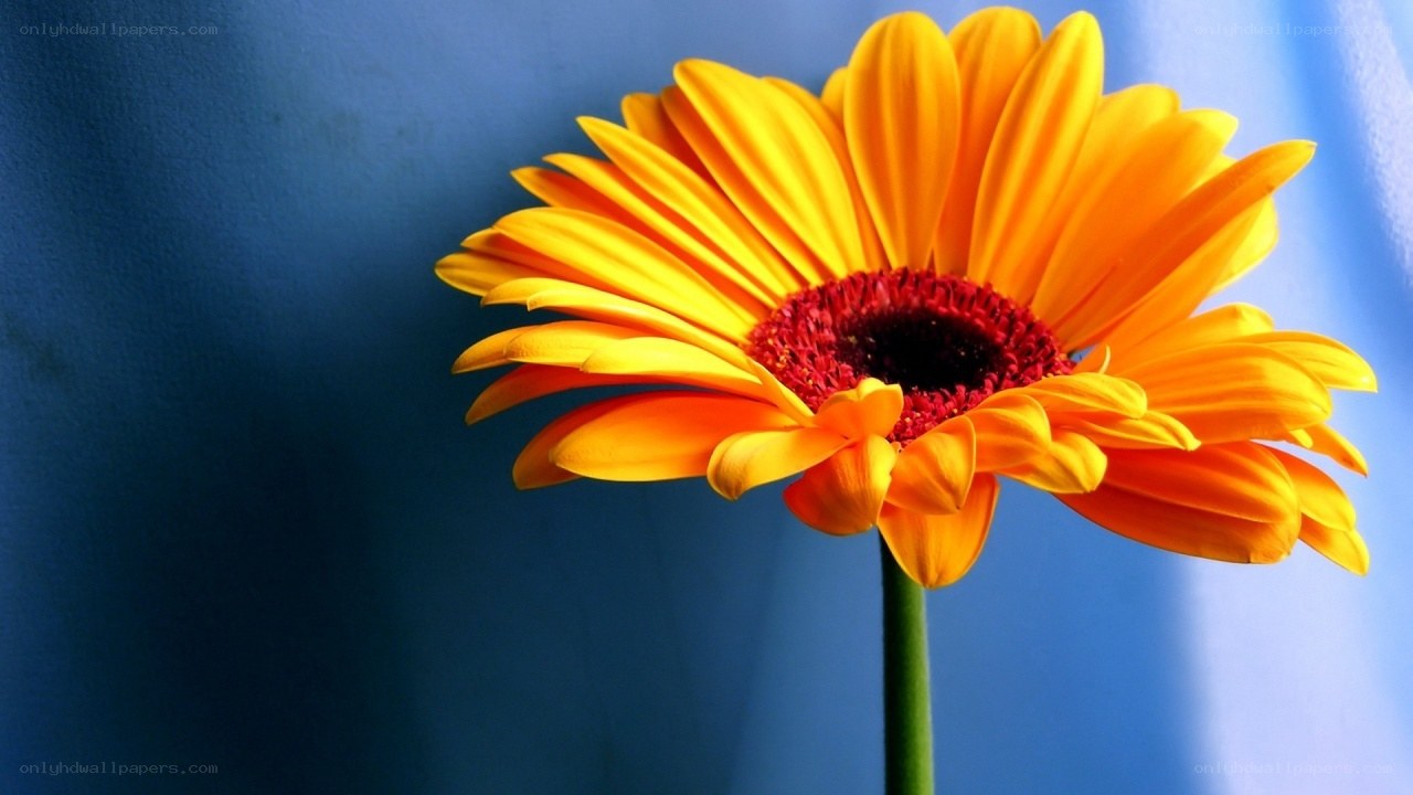 vibrant yellow flower