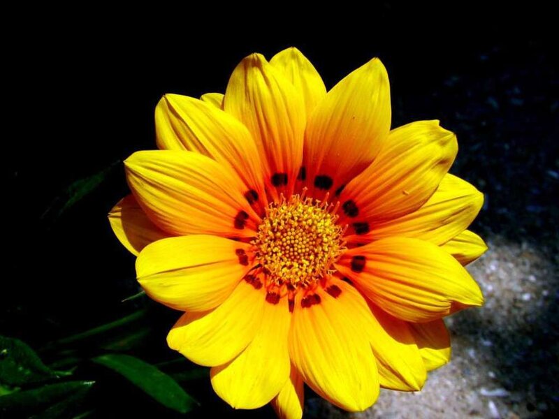 vibrant yellow flower