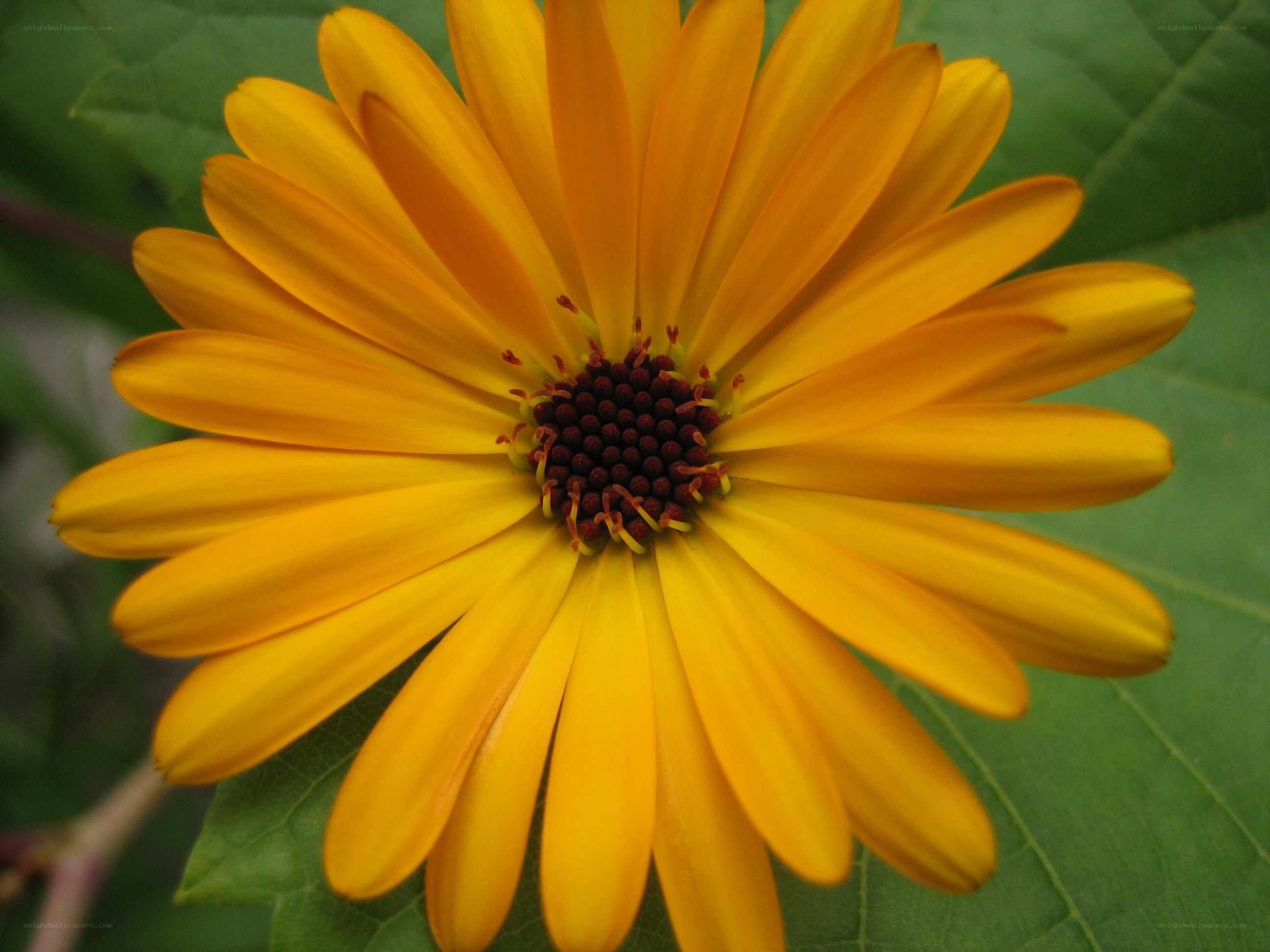 vibrant yellow flower bloom