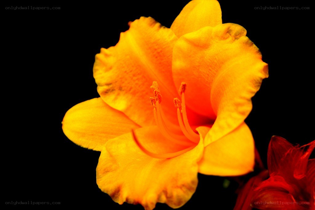 vibrant yellow flower bloom