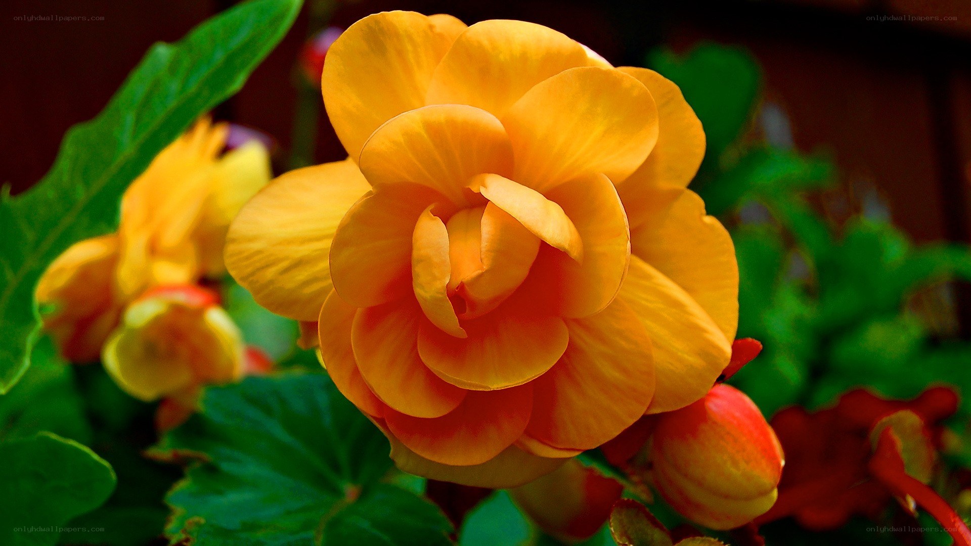 vibrant yellow flower bloom