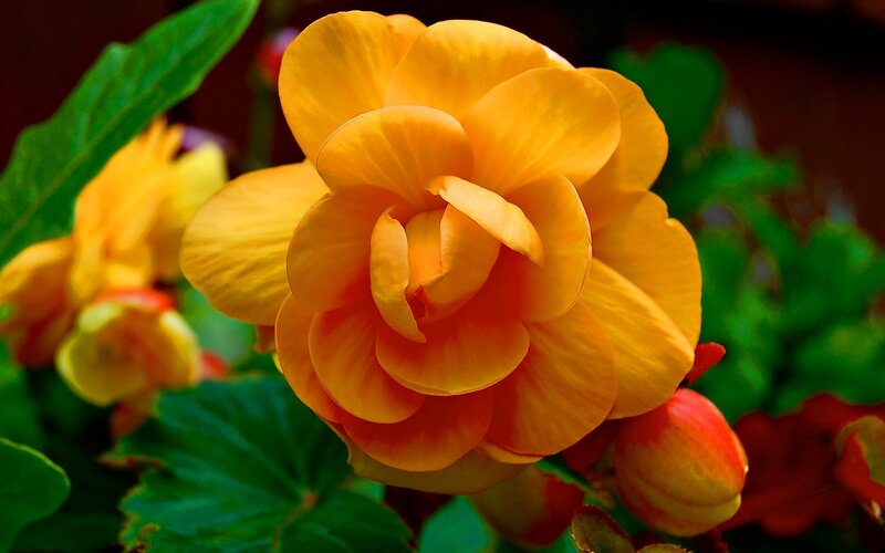 vibrant yellow flower bloom