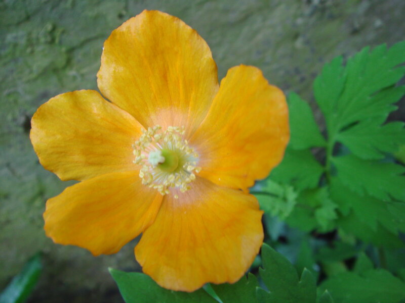 vibrant yellow flower bloom