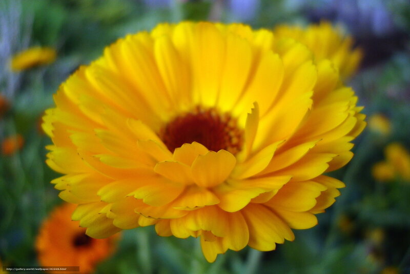 vibrant yellow flower bloom