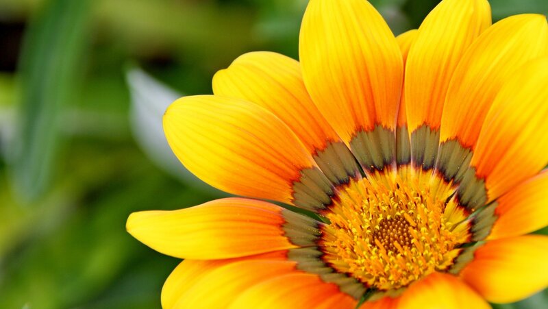 vibrant yellow flower close-up