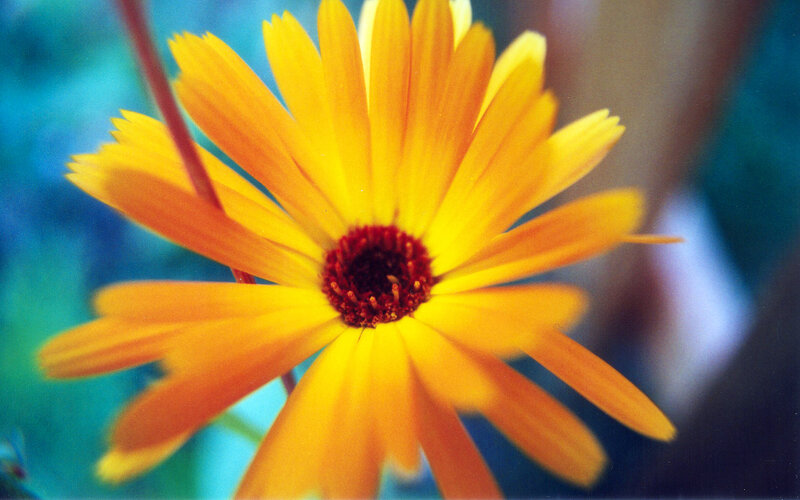 vibrant yellow flower close-up