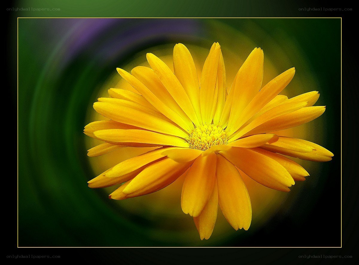 vibrant yellow flower close-up
