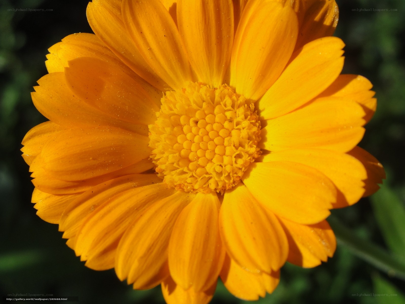 vibrant yellow flower close-up