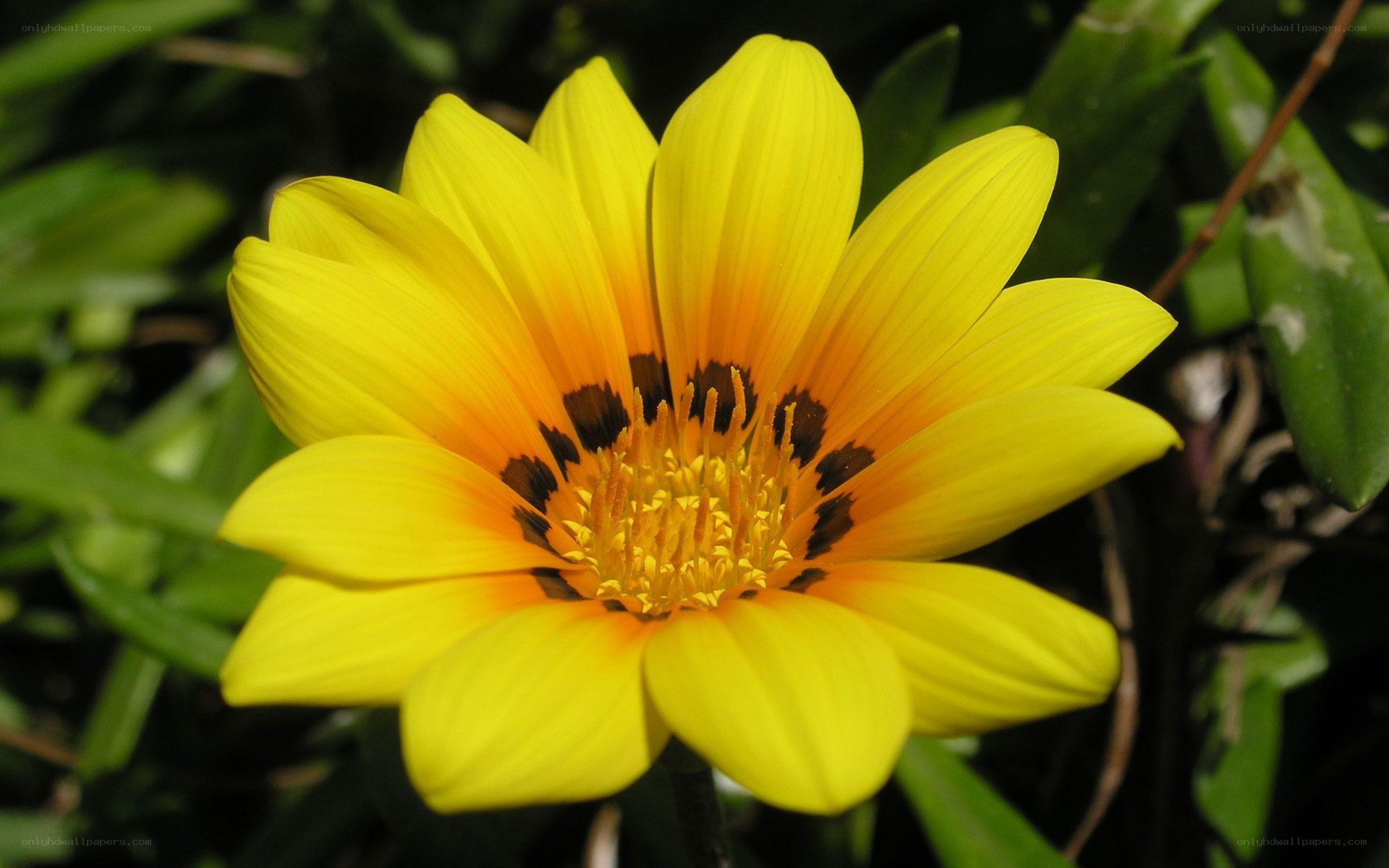 vibrant yellow flower in bloom