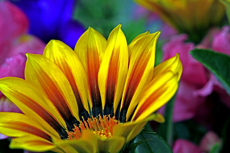 vibrant yellow flower in bloom