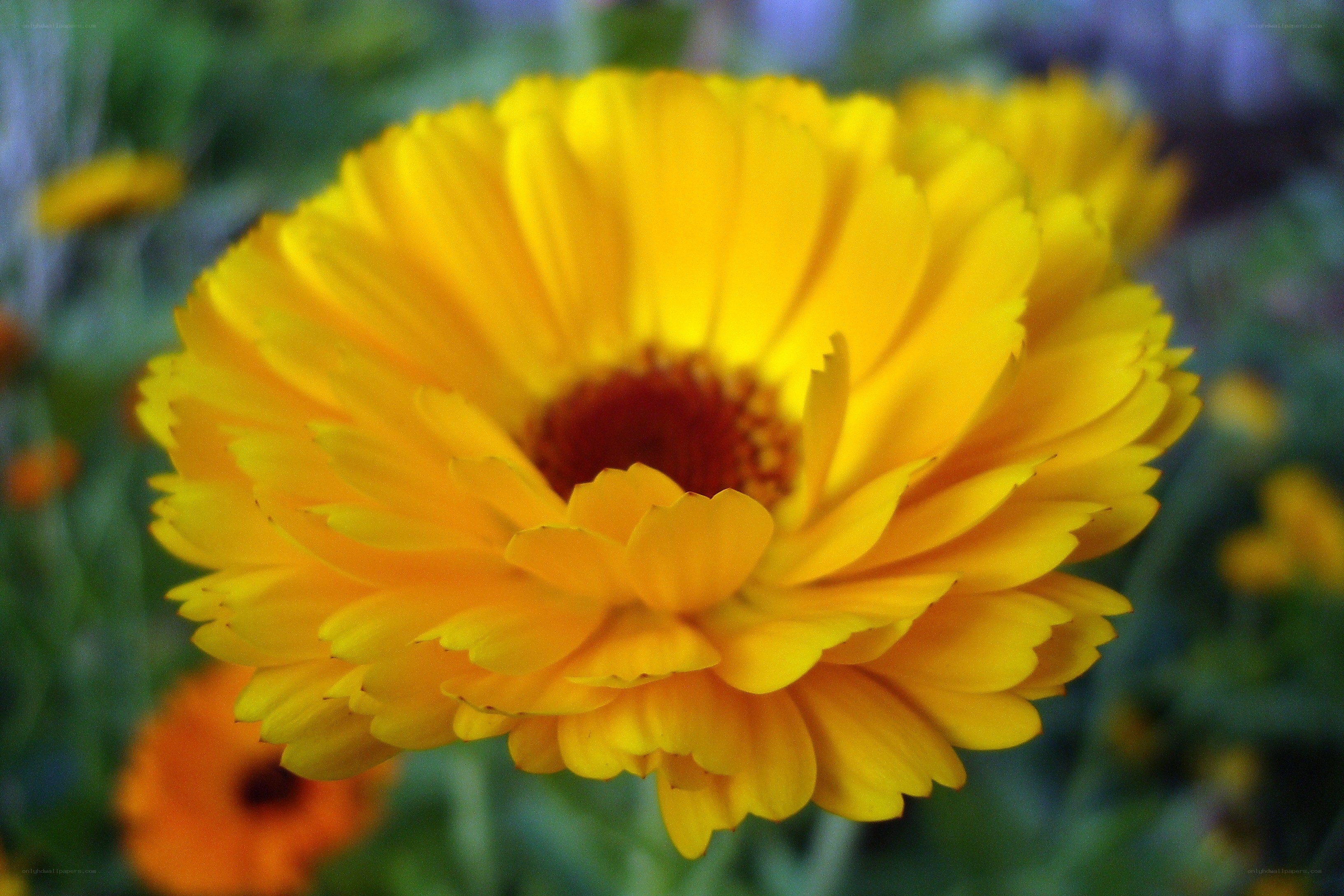 Vibrant yellow flower in bloom