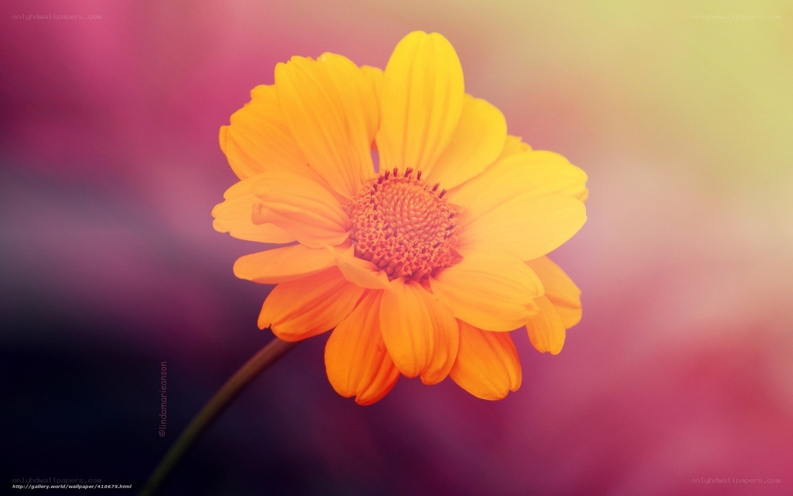 vibrant yellow flower in focus