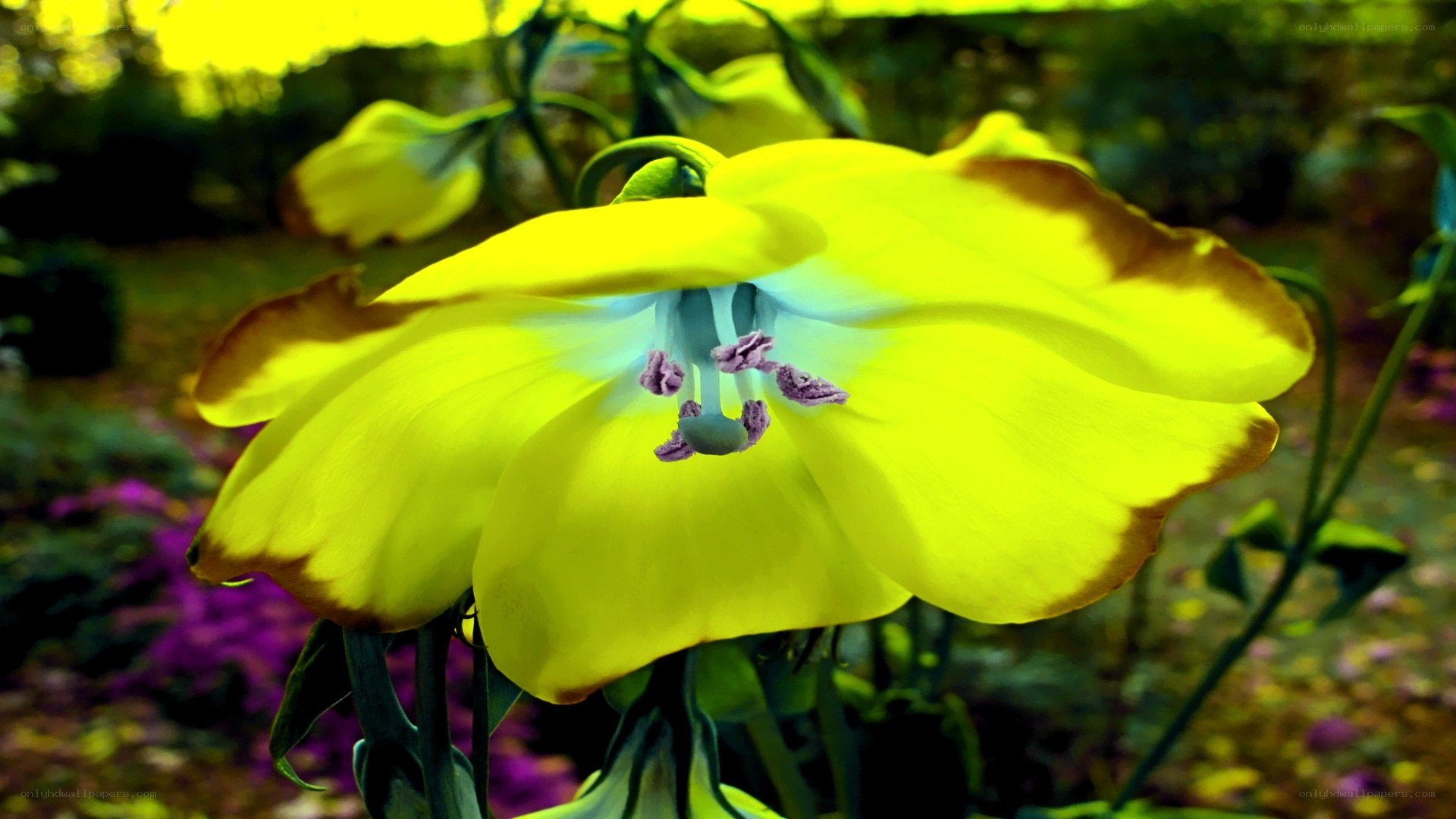 vibrant yellow flower in garden