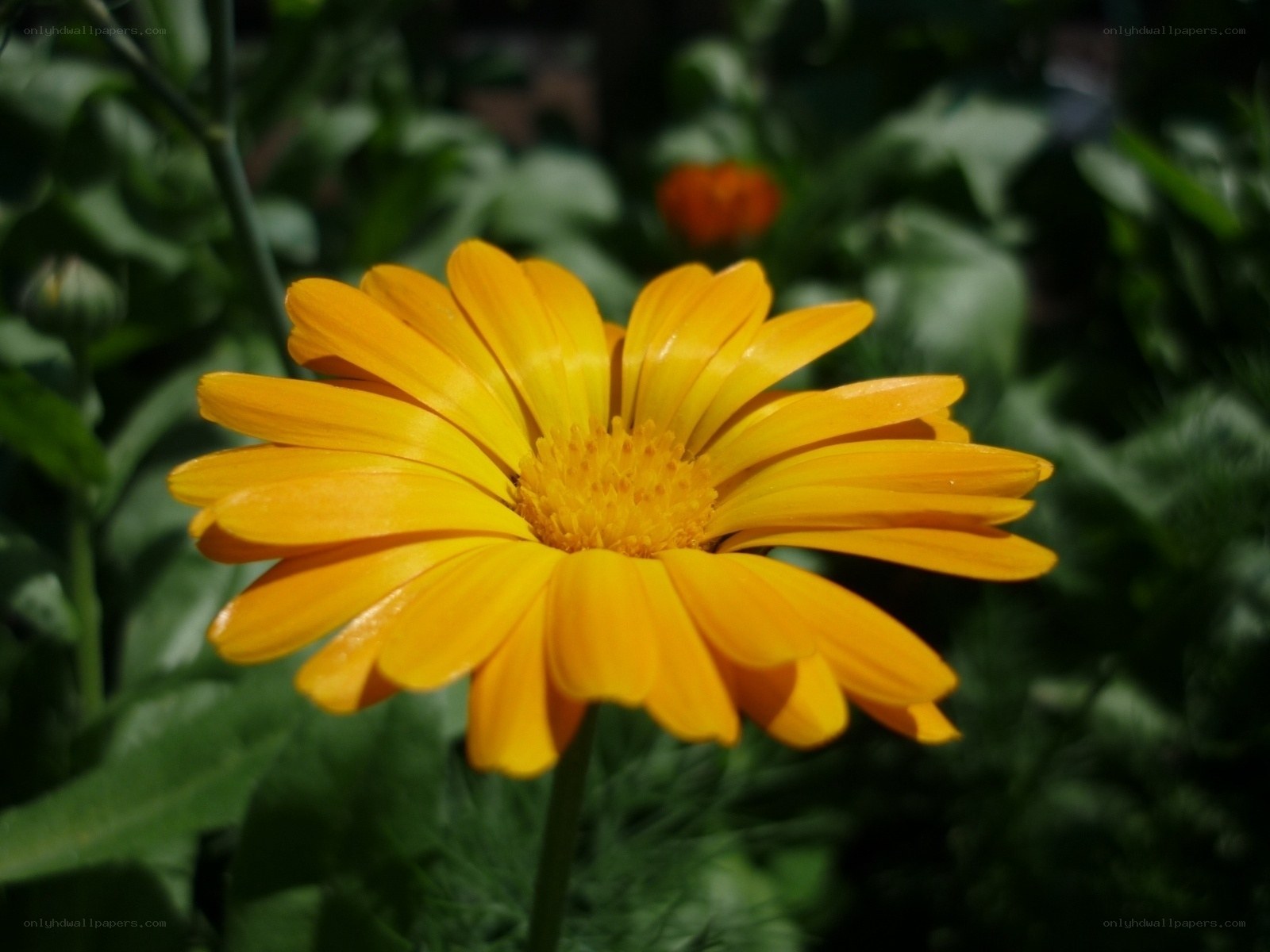 Vibrant yellow flower in sunlight