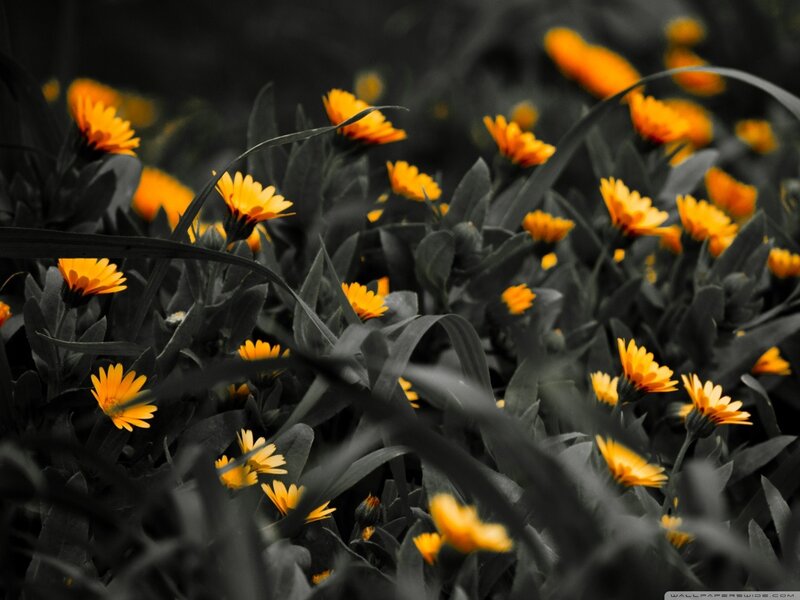 vibrant yellow flowers in black and white