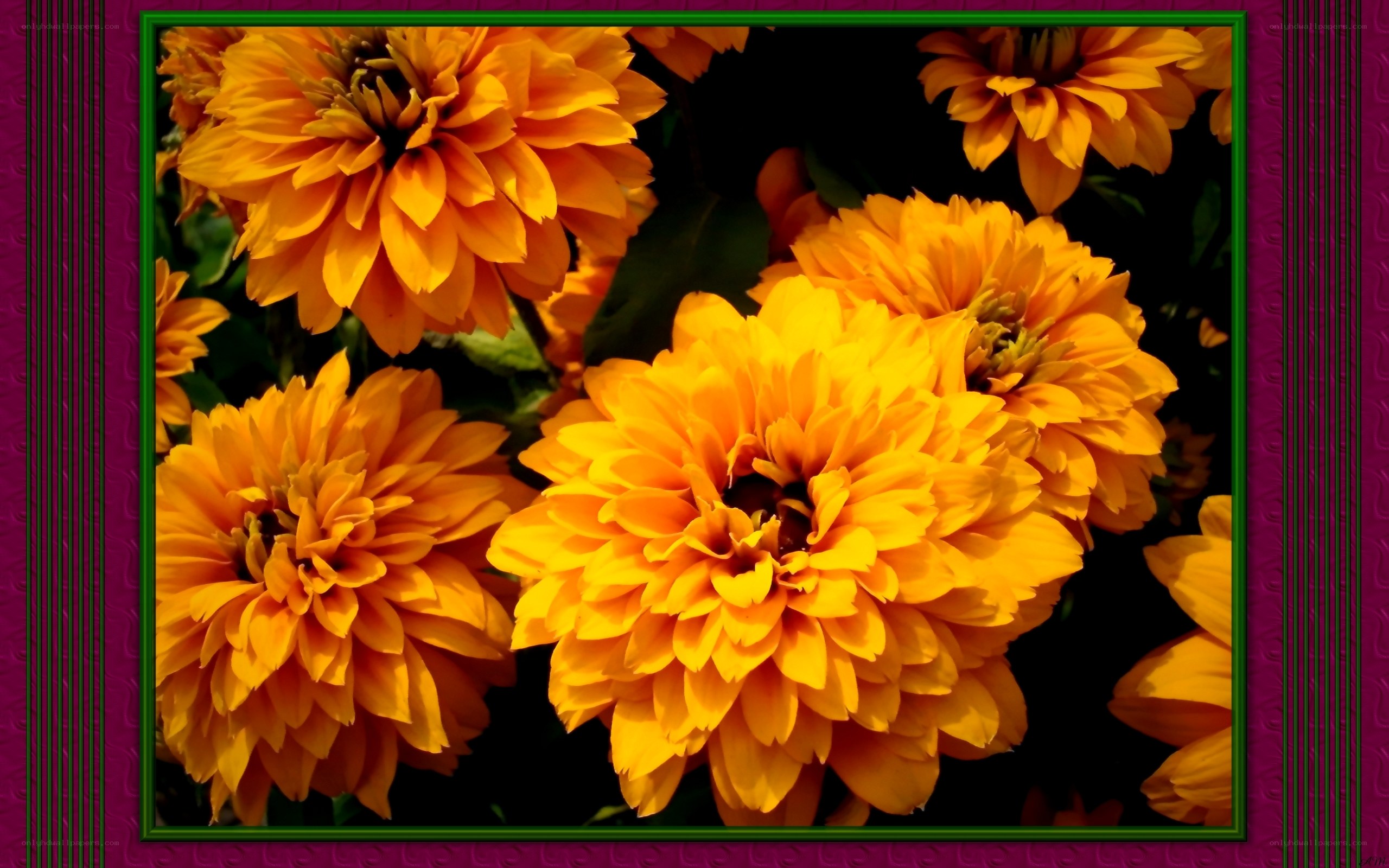 vibrant yellow flowers in frame