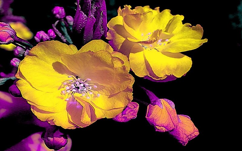 vibrant yellow flowers with purple buds