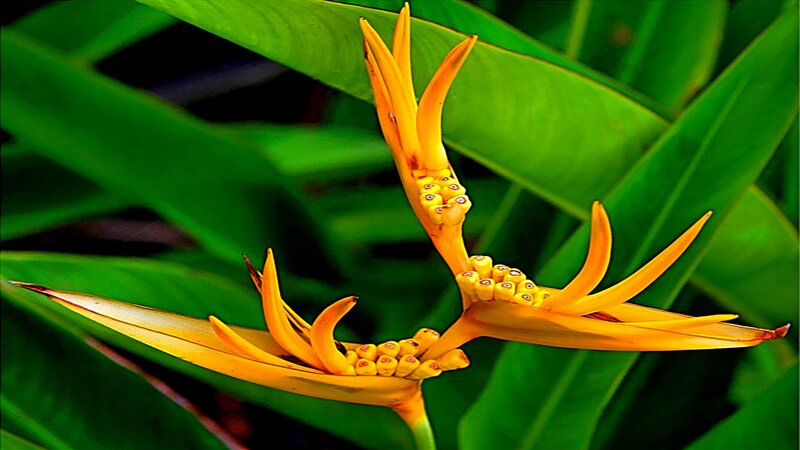 Vibrant yellow heliconia flower