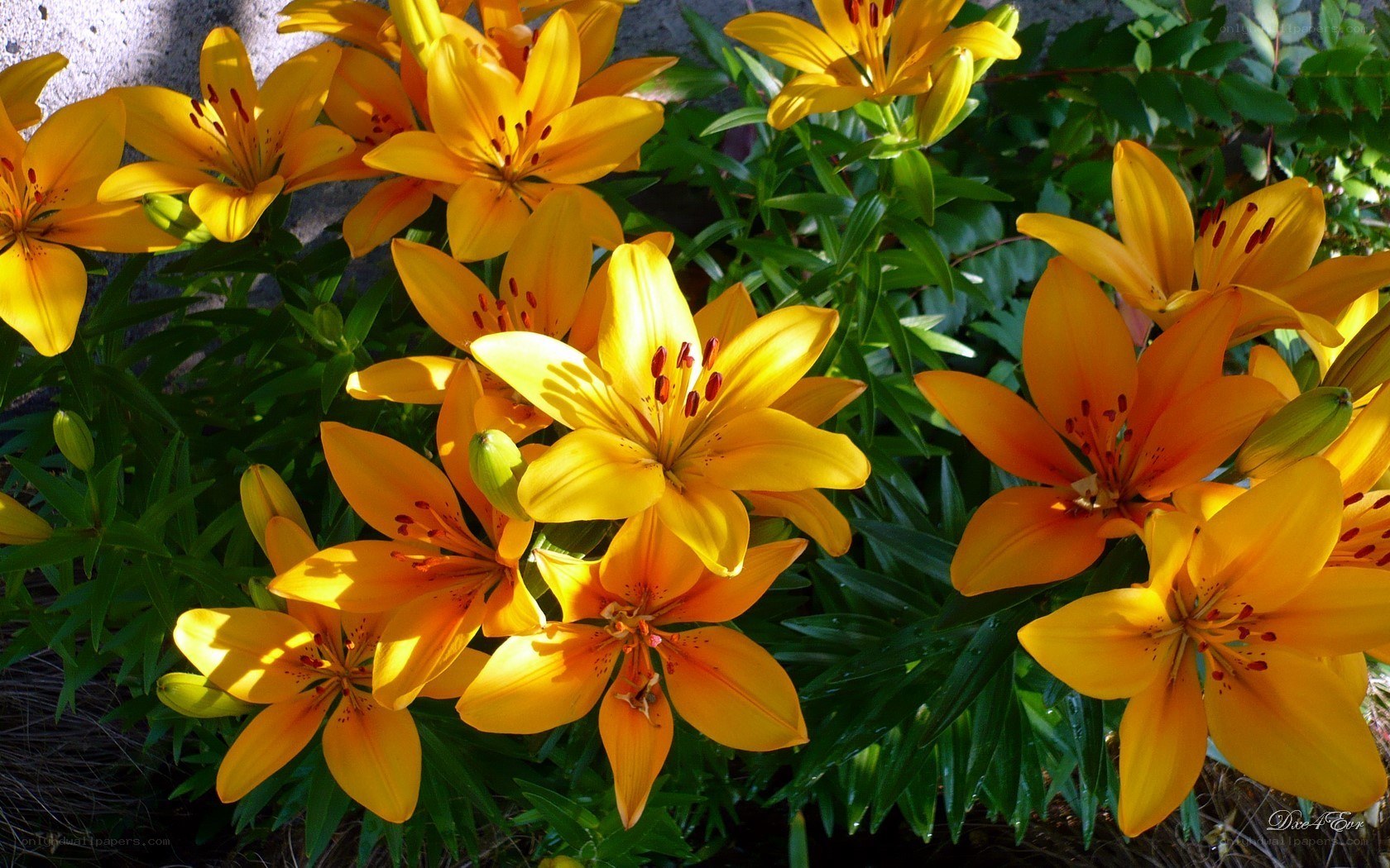 Vibrant yellow lilies in bloom