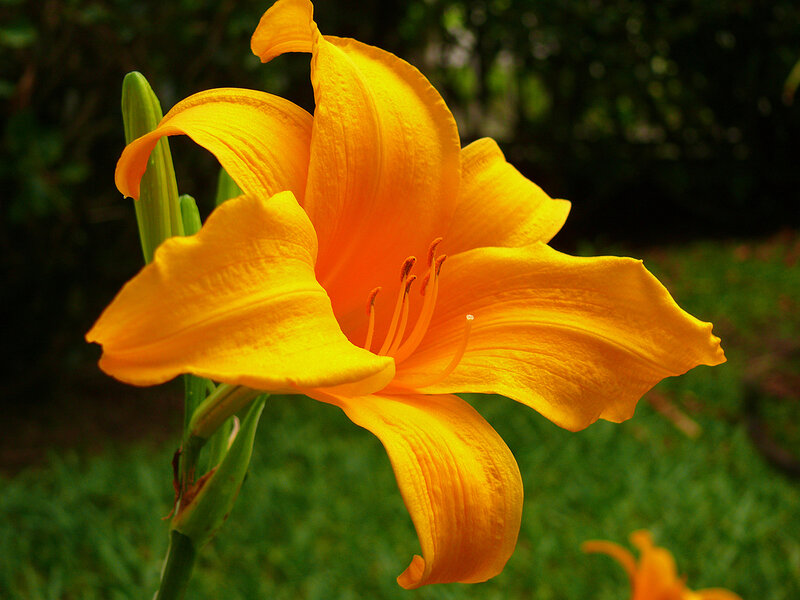 Vibrant yellow lily in bloom