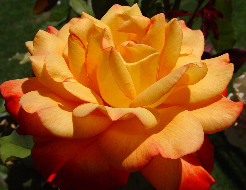 vibrant yellow-orange rose