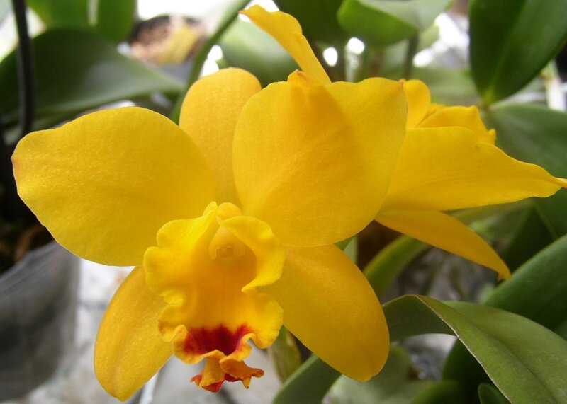 vibrant yellow orchid bloom