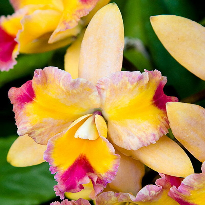 vibrant yellow orchid bloom