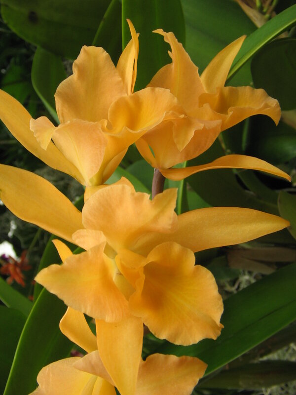 vibrant yellow orchid blooms