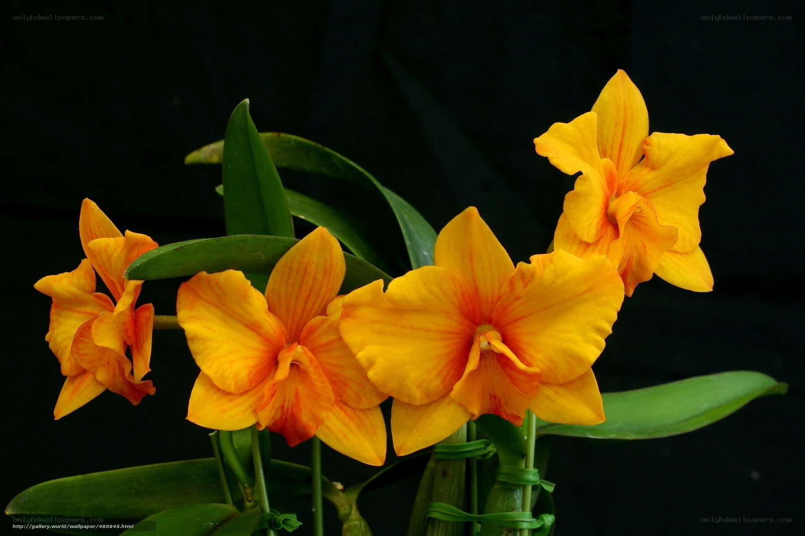 vibrant yellow orchids