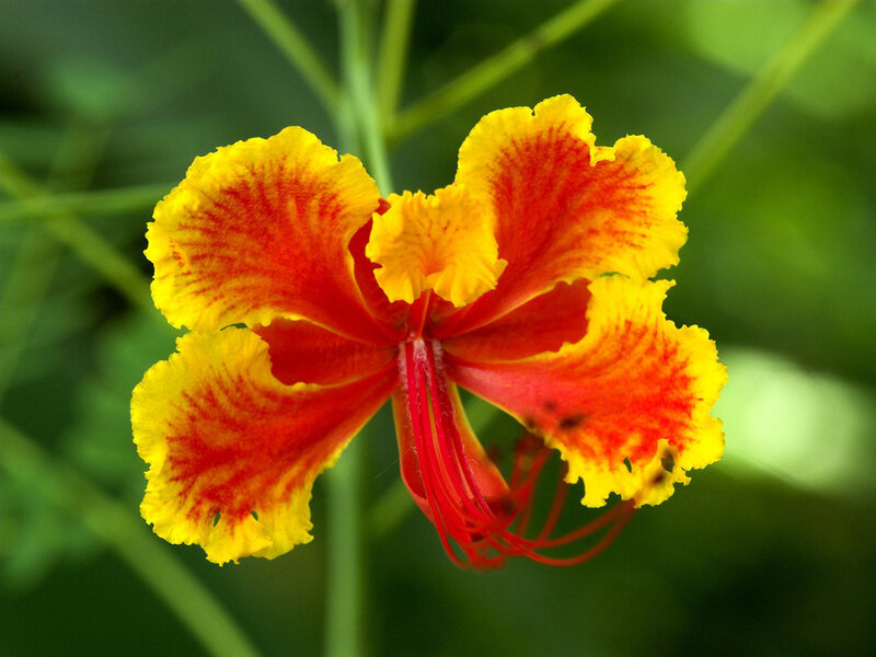 Vibrant Yellow-red Flower