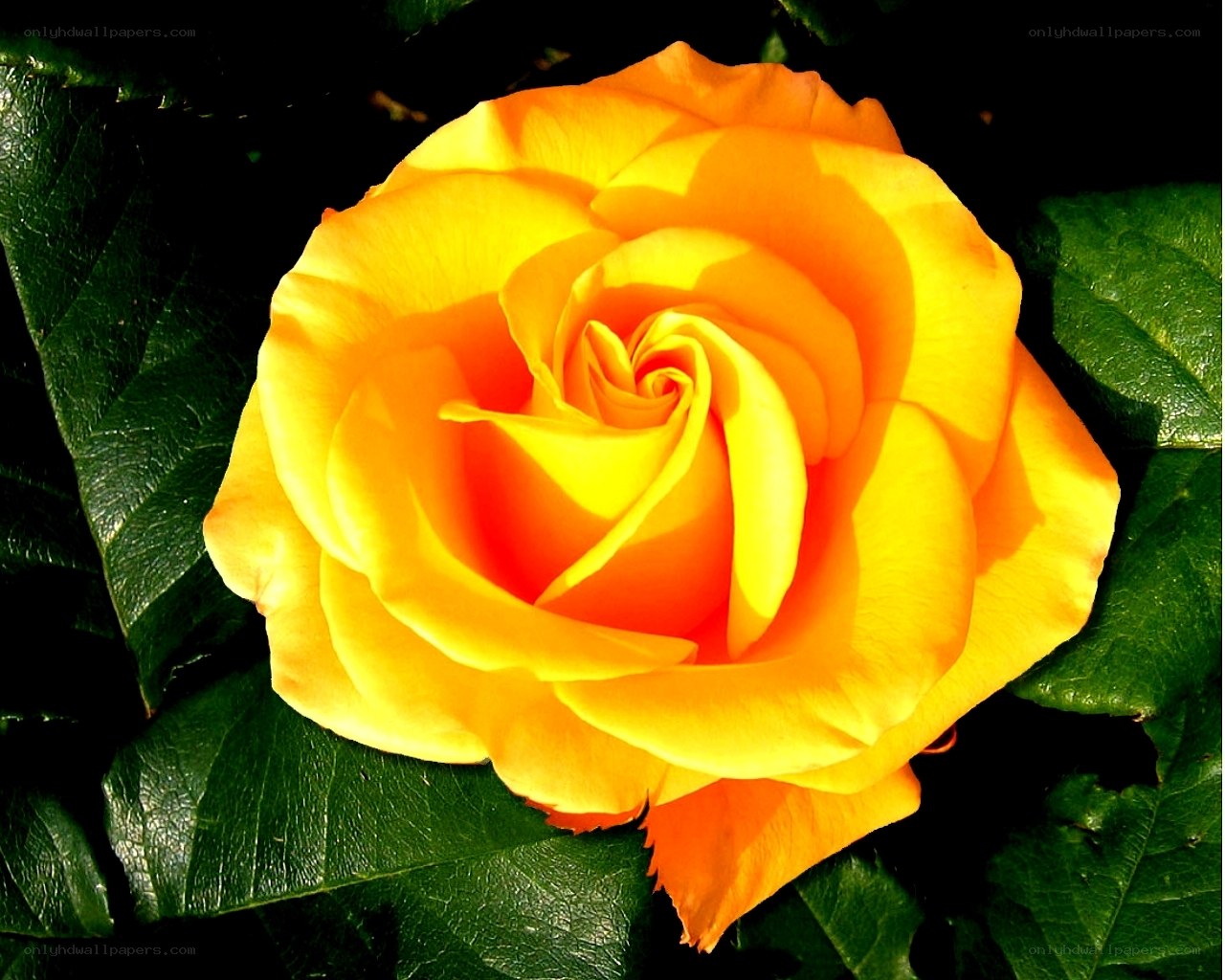 Vibrant yellow rose in bloom