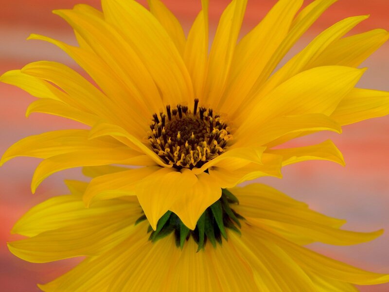 Vibrant yellow sunflower bloom