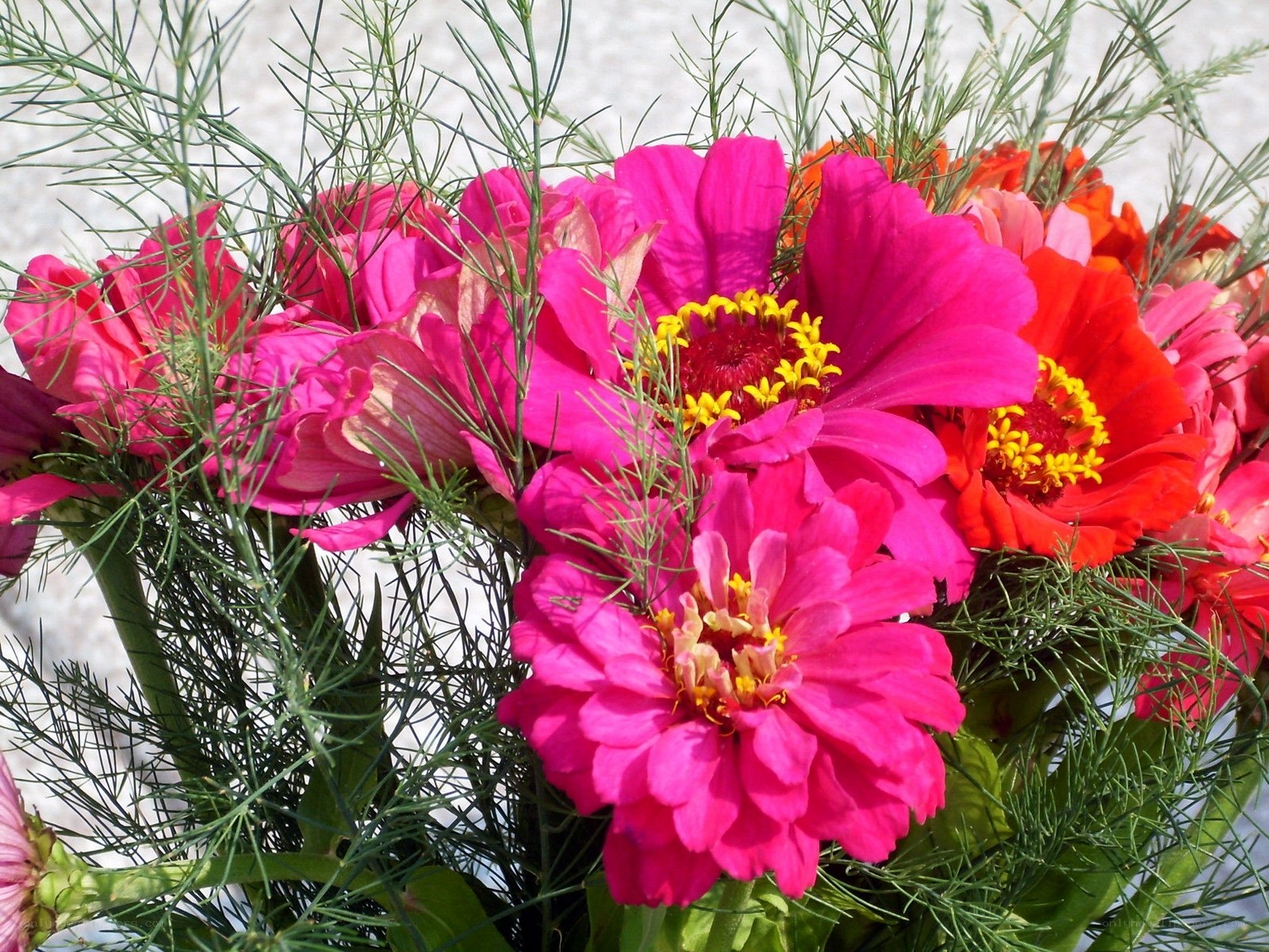 vibrant zinnia bouquet