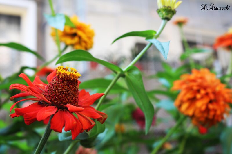 vibrant zinnia flowers in bloom